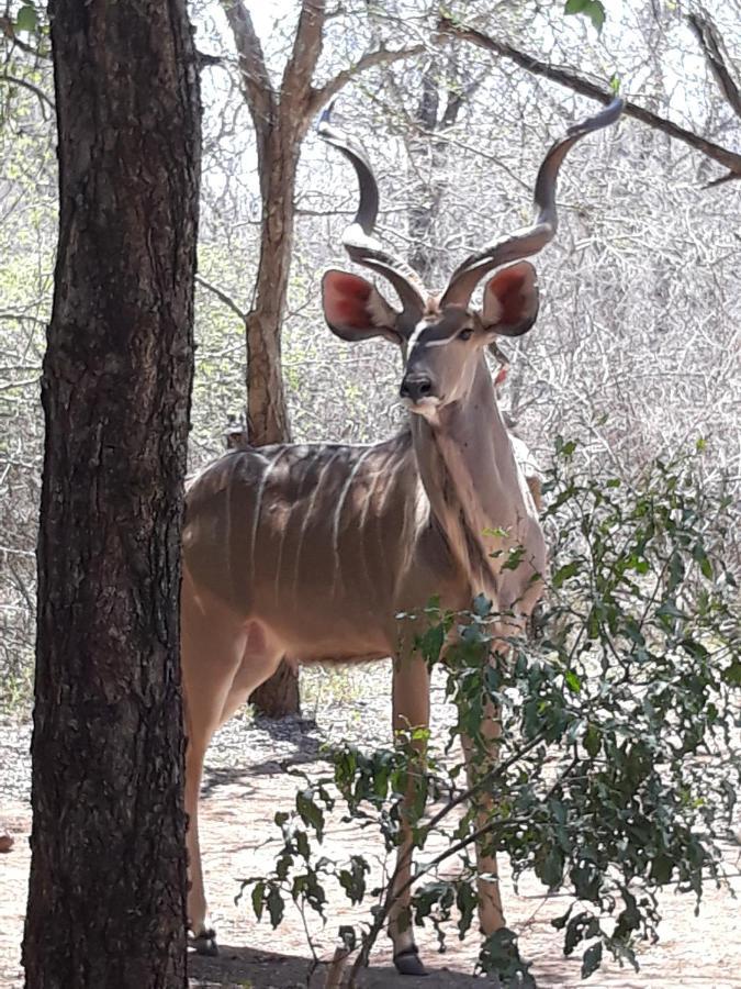 African Sky Marloth Park Exterior photo