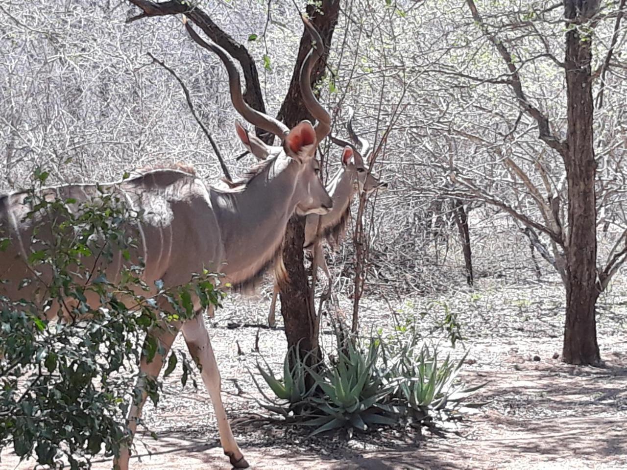 African Sky Marloth Park Exterior photo